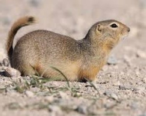 What Ground Squirrels Look Like