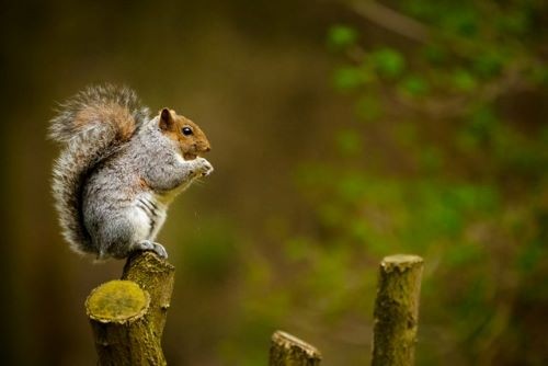 Squirrels are always around during the day but where do they go at night?
