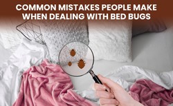 9 Mistakes People Make When Trying To Get Rid Of Bed Bugs – Townhustle