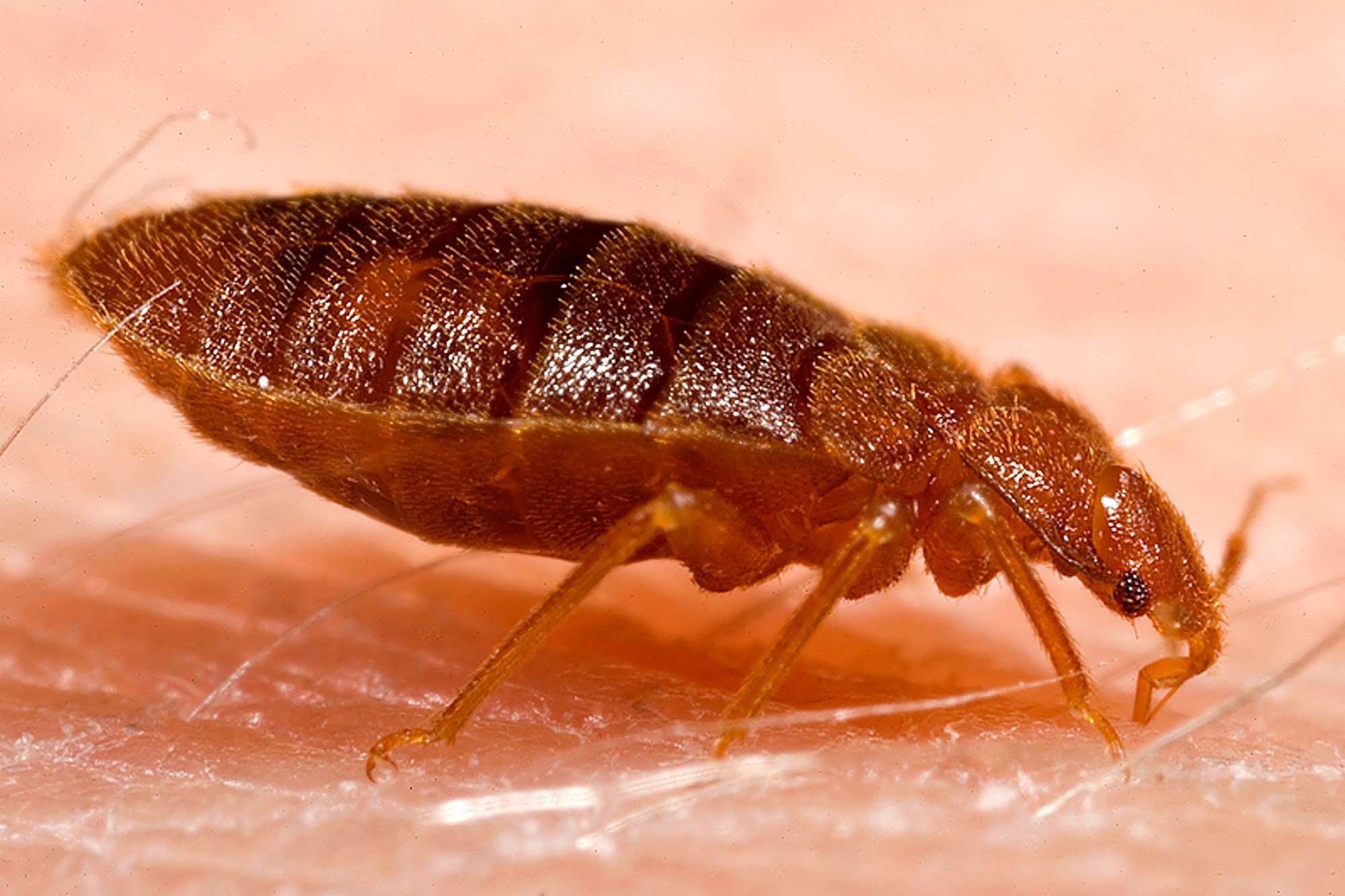 7 Best Bed Bug Traps Definitive Buying Guide Townhustle 7550