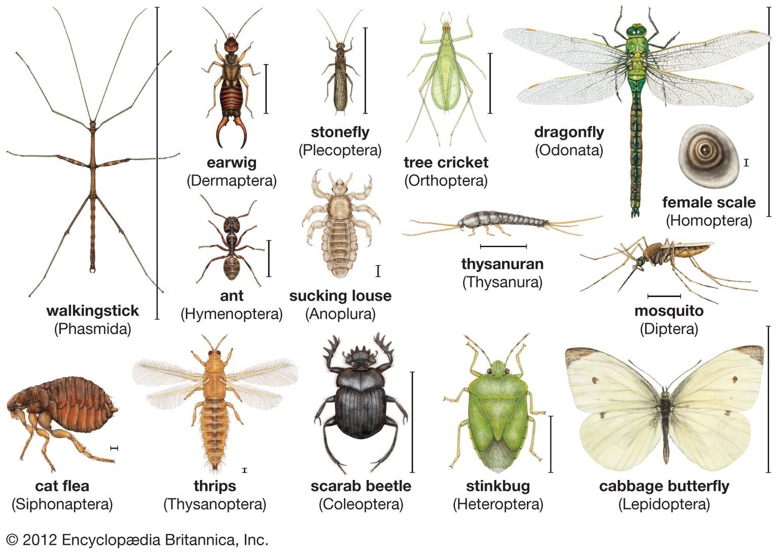 understand-mosquitoes-life-cycle-behavior-and-biology-townhustle