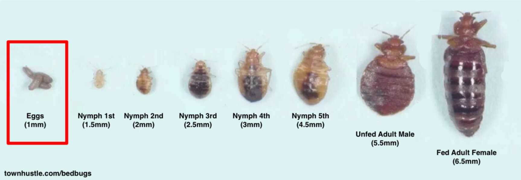 Bed Bug Life Cycle Everything You Need To Know Townhustle
