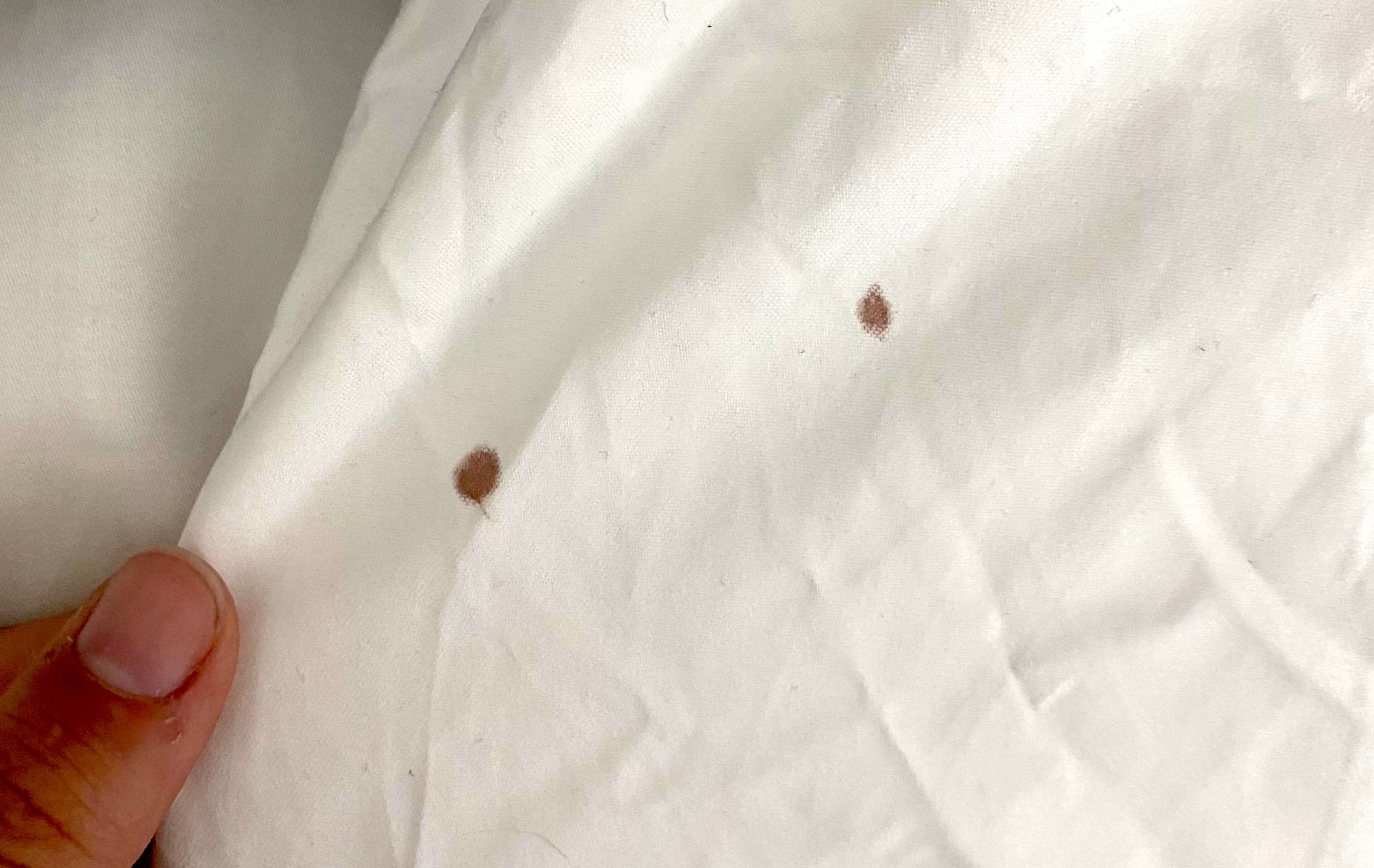 How To Check For Bed Bugs? Townhustle