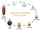 Bed Bug Life Cycle: Everything You Need To Know – Townhustle