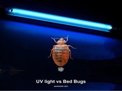 Bed Bugs In Your Car: Everything You Need To Know – Townhustle