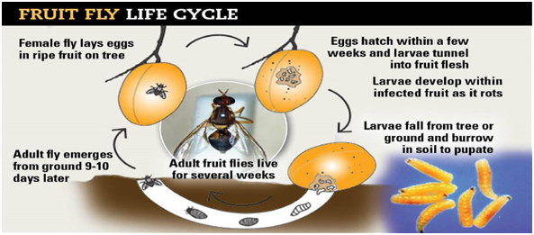Fruit Fly Life Cycle