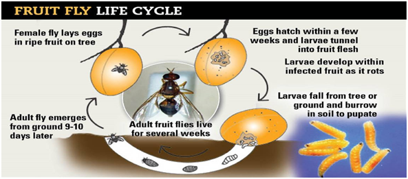 Everything You Should Know About Fruit Flies Townhustle   Fruit Fly Life Cycle 