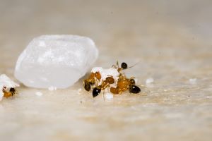 ants and baking soda