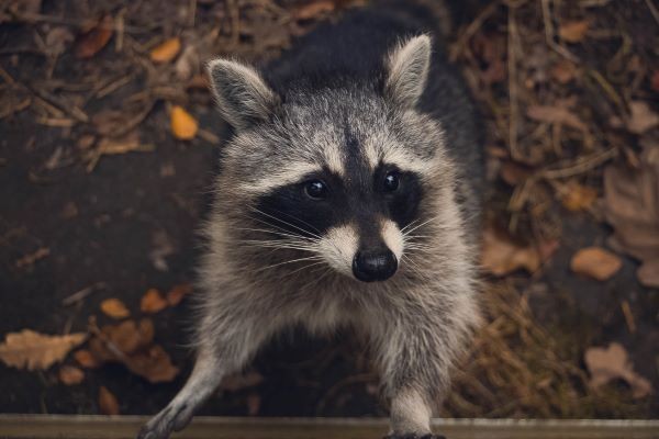 Raccoon Aren't Always So Cute. They Can Cause Serious Yard Damage.