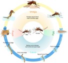 Understand Mosquitoes (Life Cycle, Behavior, And Biology) – Townhustle