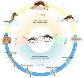 Understand Mosquitoes (Life Cycle, Behavior, And Biology) – Townhustle