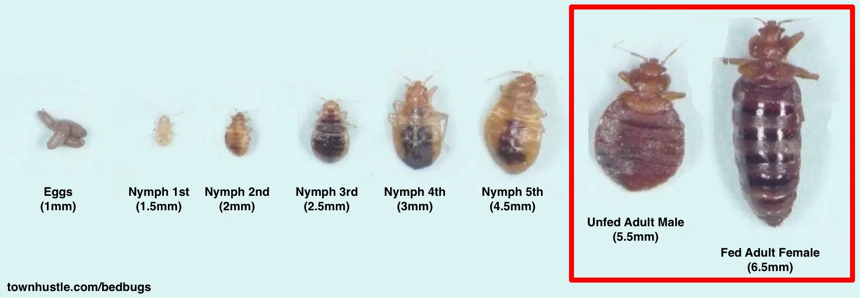 Bed Bug Life Cycle Everything You Need To Know Townhustle 0615
