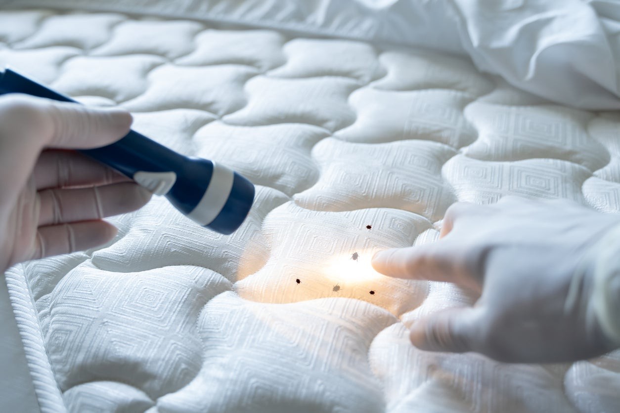 Bed Bugs In Bedding A Comprehensive Detection And Removal Guide